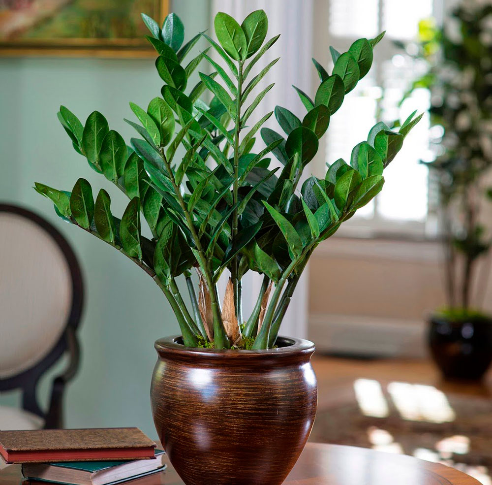 Купить комнатные растения в сбс мебель