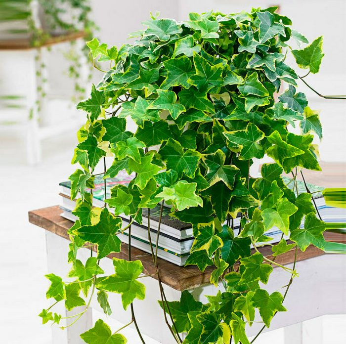Купить комнатные растения в сбс мебель